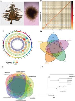 First Genome of the Brown Alga Undaria pinnatifida: Chromosome-Level Assembly Using PacBio and Hi-C Technologies